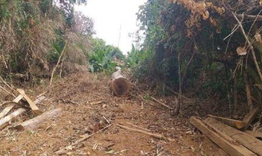 Dados do ICV mostram avanço das áreas desmatadas em MT